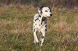 DALMATIEN 424